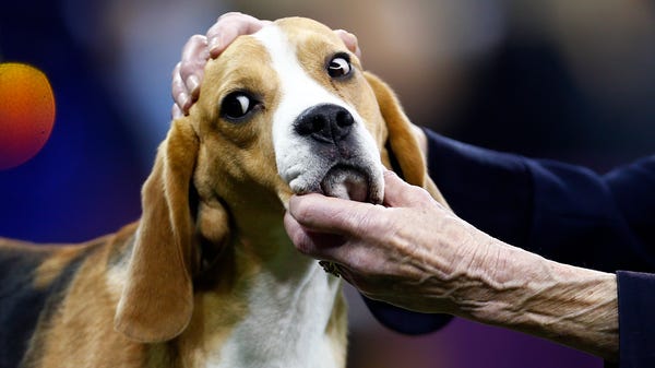 A Beagle during breed judging in the 143rd...