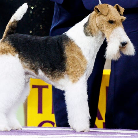 A wire hair fox terrier named King won Best in...