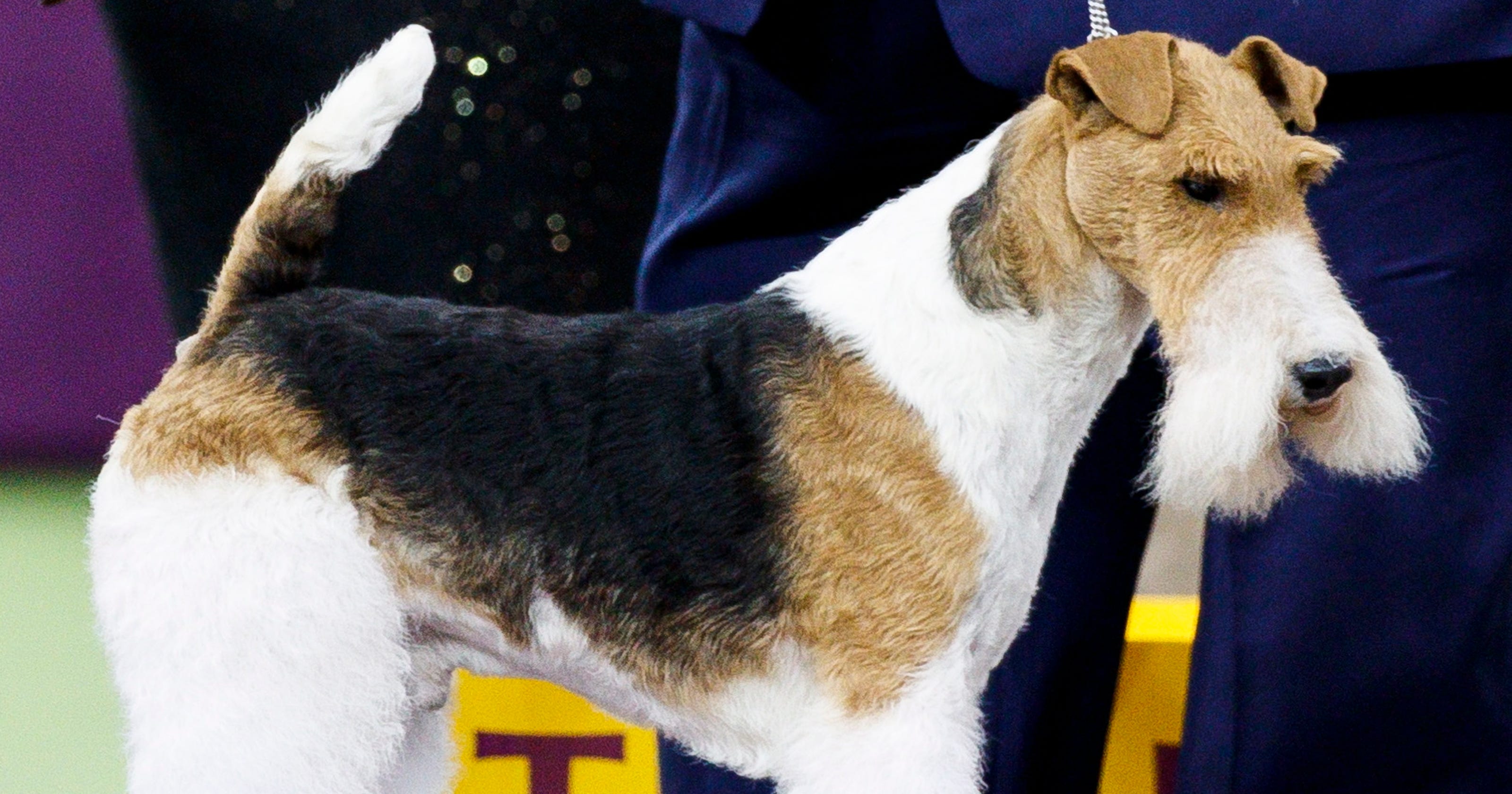 Westminster Kennel Club Dog Show: Wire fox terrier wins Best in Show