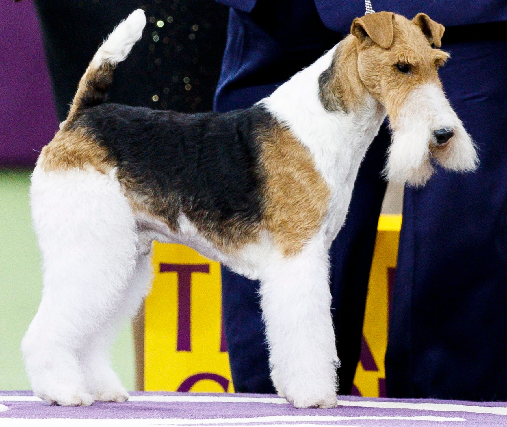 Westminster Kennel Club Dog Show Wire fox terrier wins Best in Show