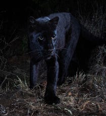 panther leopard usatoday african headlines national latest rare future appears incredible africa
