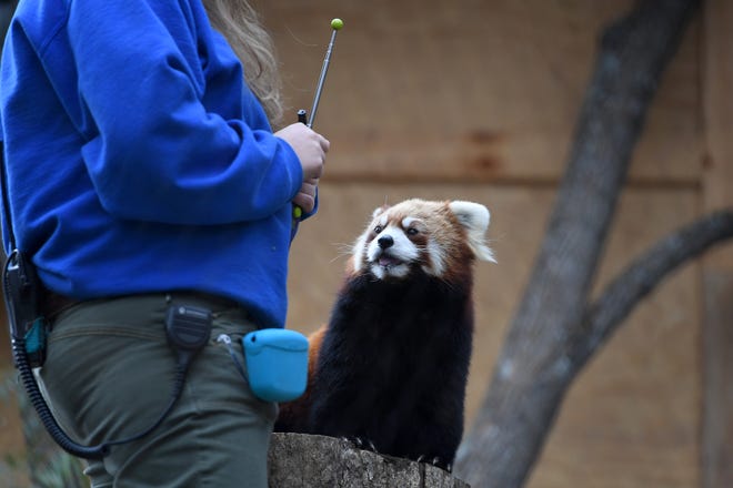 A red panda named Leafa asks animal naturalist Chesley Hollander for a treat at the grand opening of their new exhibit at the WNC Nature Center on Feb. 14, 2019. 