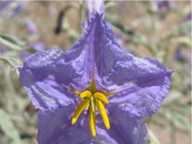 Controlling Perennial Weeds Silverleaf Nightshade And Nutsedges