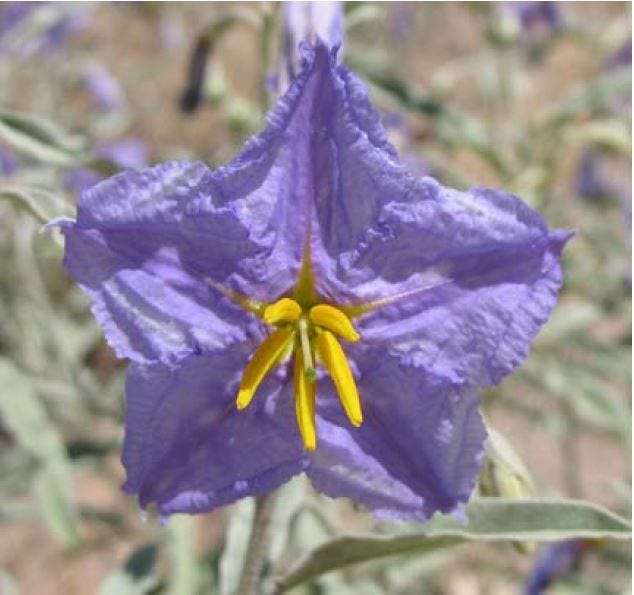 Controlling Perennial Weeds Silverleaf Nightshade And Nutsedges Controlling Perennial Weeds Silverleaf Nightshade And Nutsedges