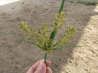 Controlling Perennial Weeds Silverleaf Nightshade And Nutsedges