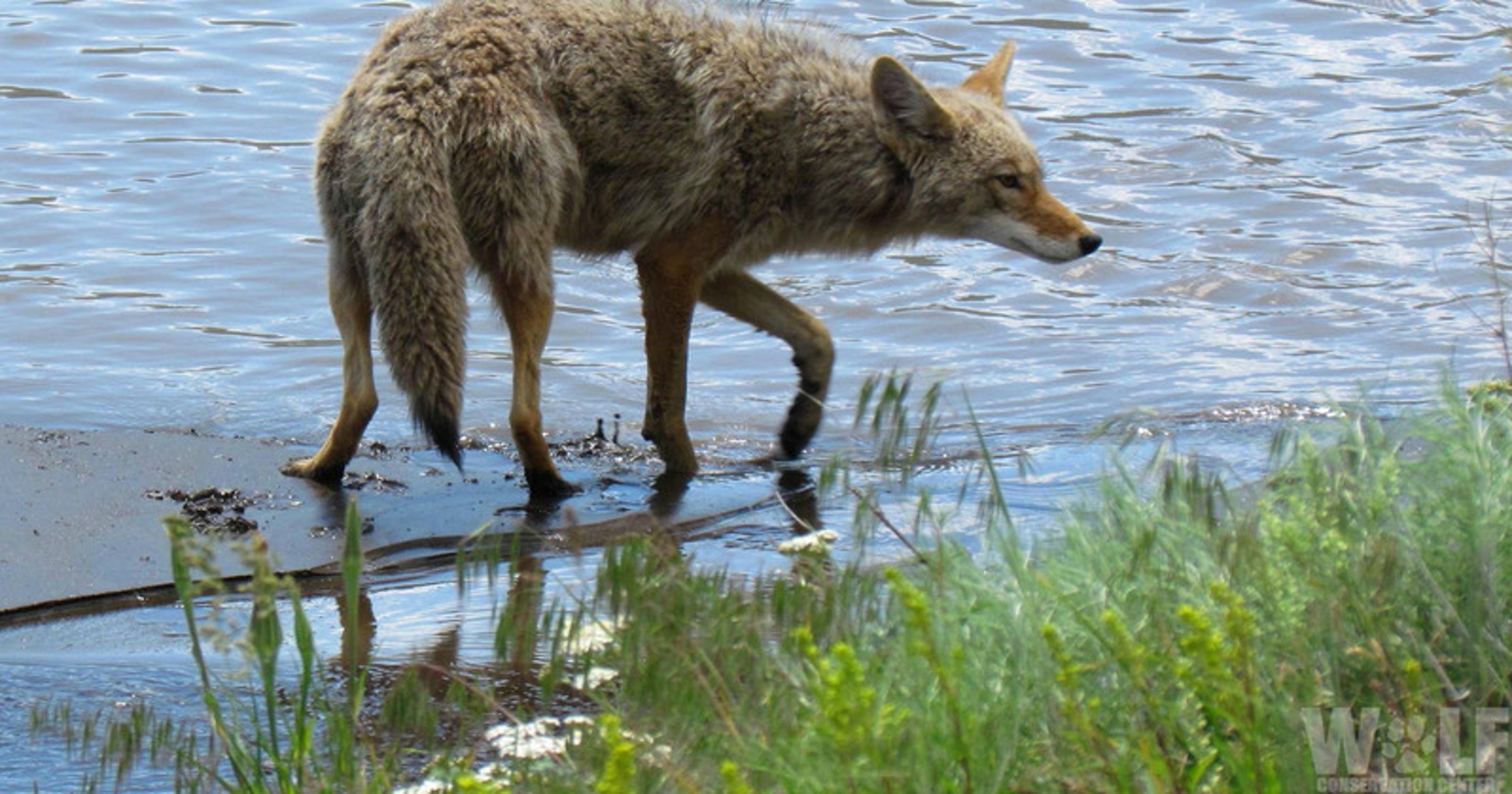 Coyote mating season brings reminder to keep wildlife and humans safe