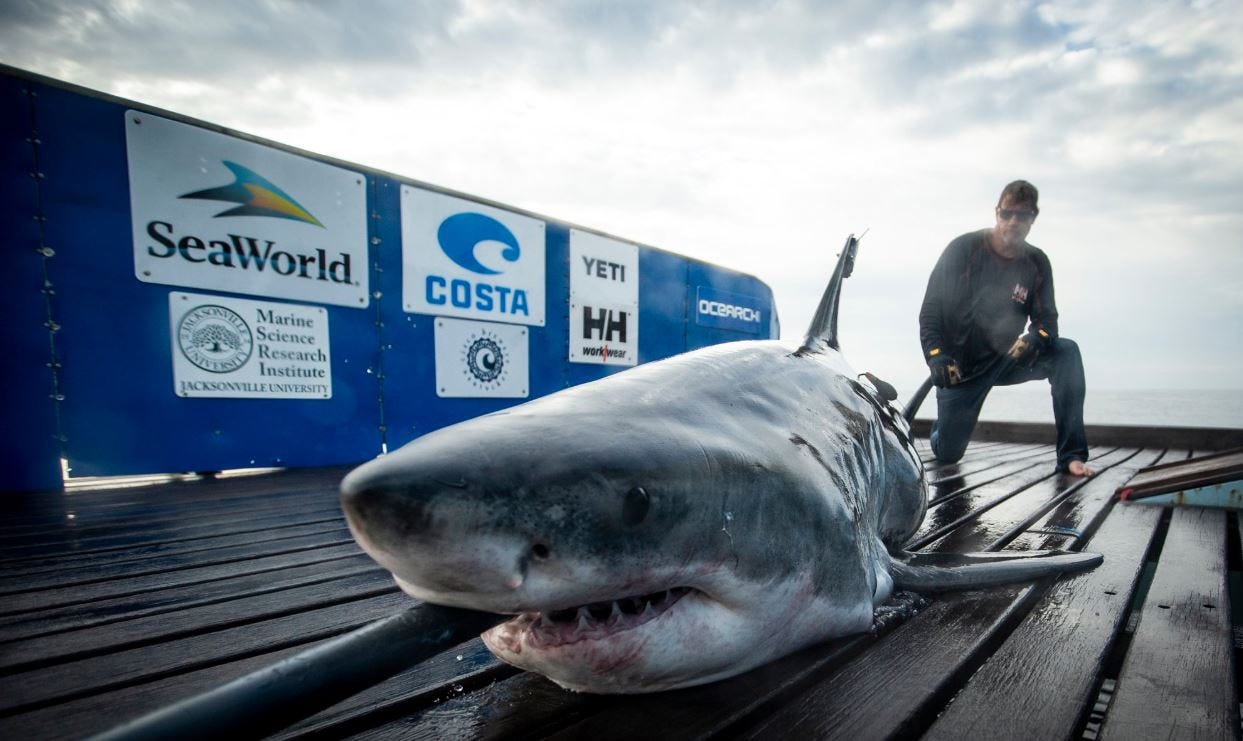 OCEARCH shark tracker Great white shark Hali pings off Martin County