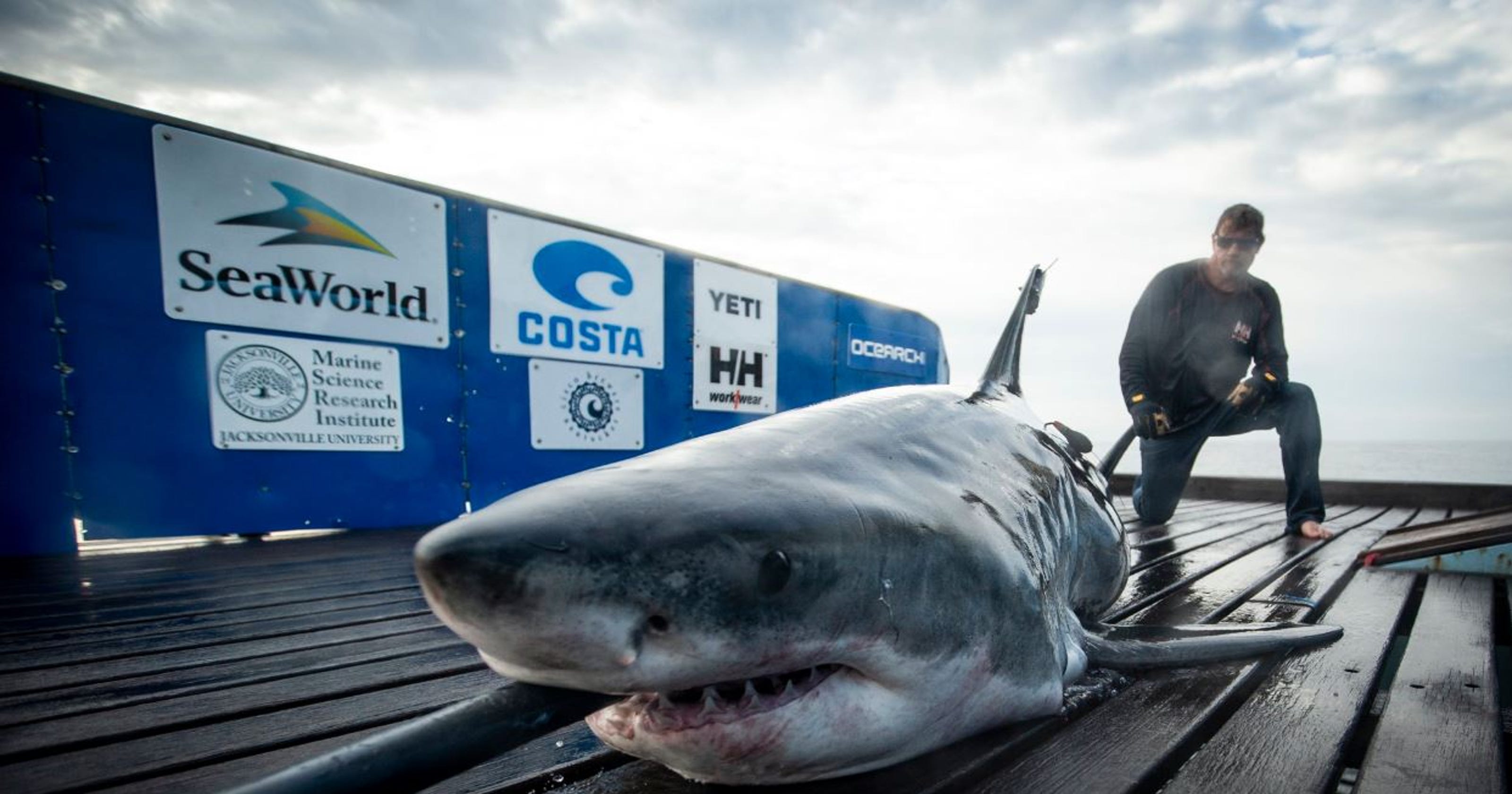 OCEARCH tags Miss May, a 10-foot great white shark, off Jacksonville coast