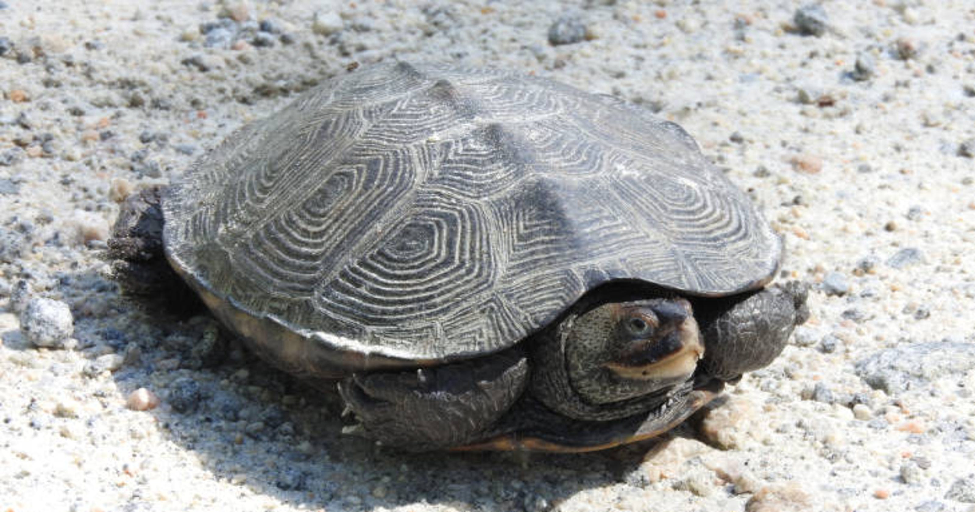 In praise of the diamondback terrapin, our salt marsh ...