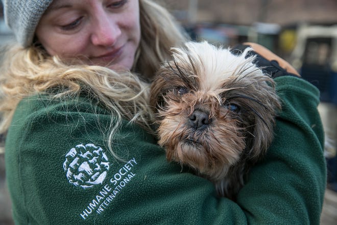Kelly Donithan, of Humane Society International, rescues at a dog from a farm in Hongseong-gun, South Korea, on Feb. 13, 2019.
