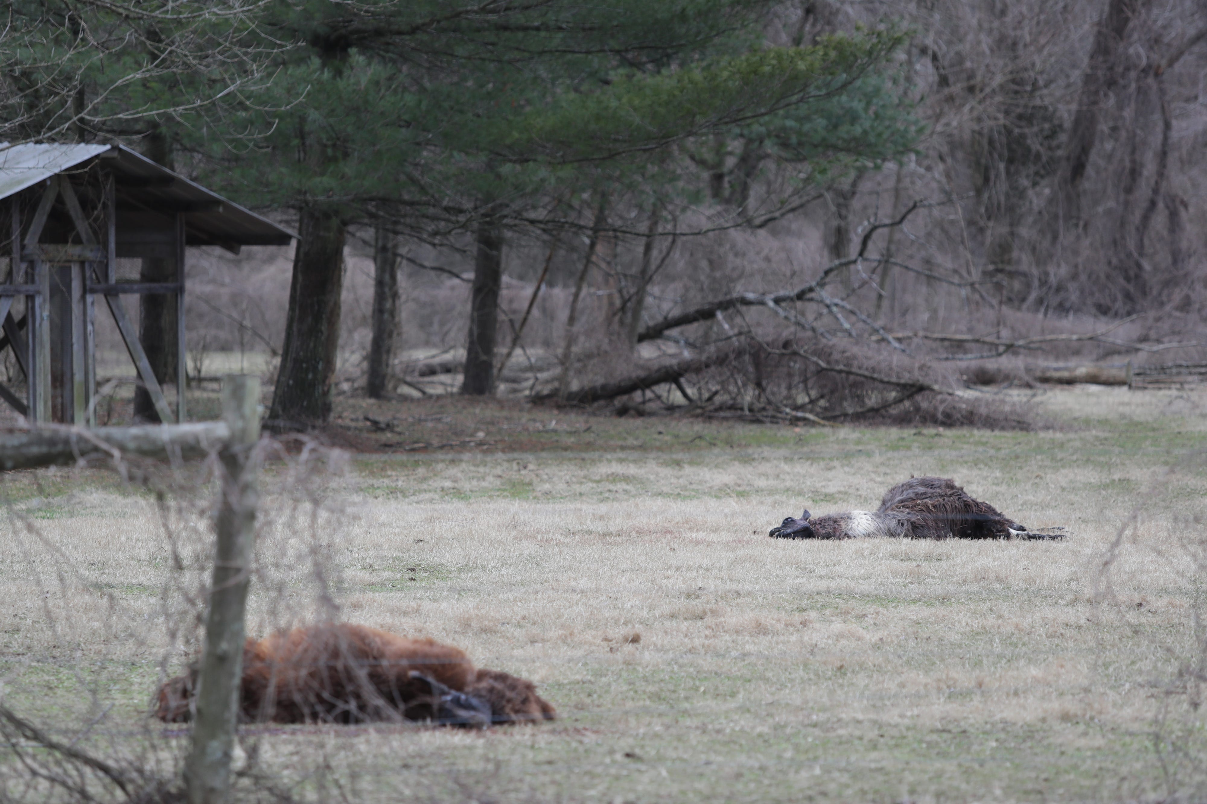 Kentucky llamas killed in strange attack near Louisville Zoo Kentucky llamas killed in strange attack near Louisville Zoo