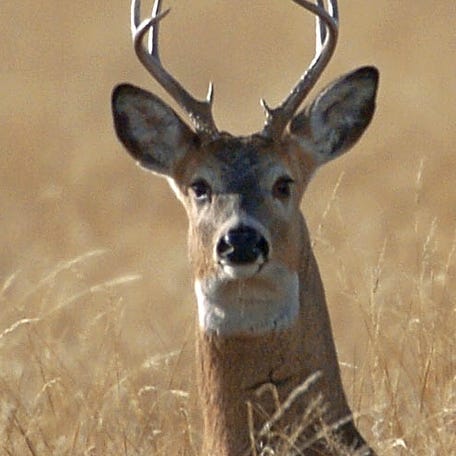 An infectious disease informally called 'zombie' deer disease is causing concern nationwide because it could affect humans, experts say.