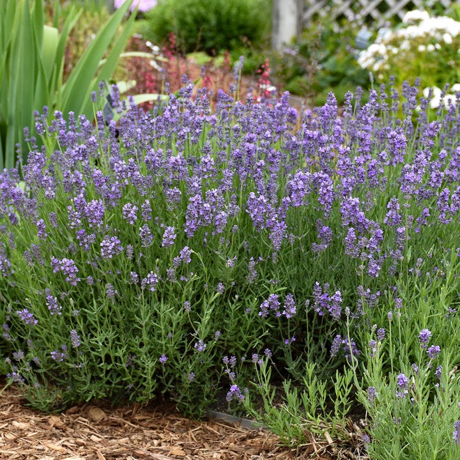 The Hoosier Gardener Gardeners Love Lavender For Scent Flavor