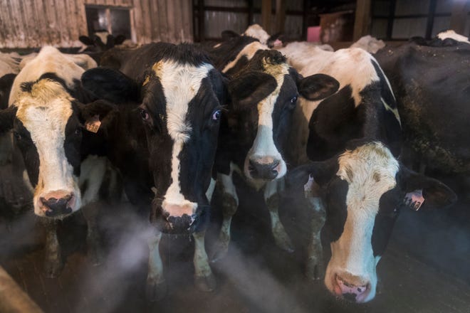 With vapor from their breathing visible on a 20-degree morning, cows wait to be milked.