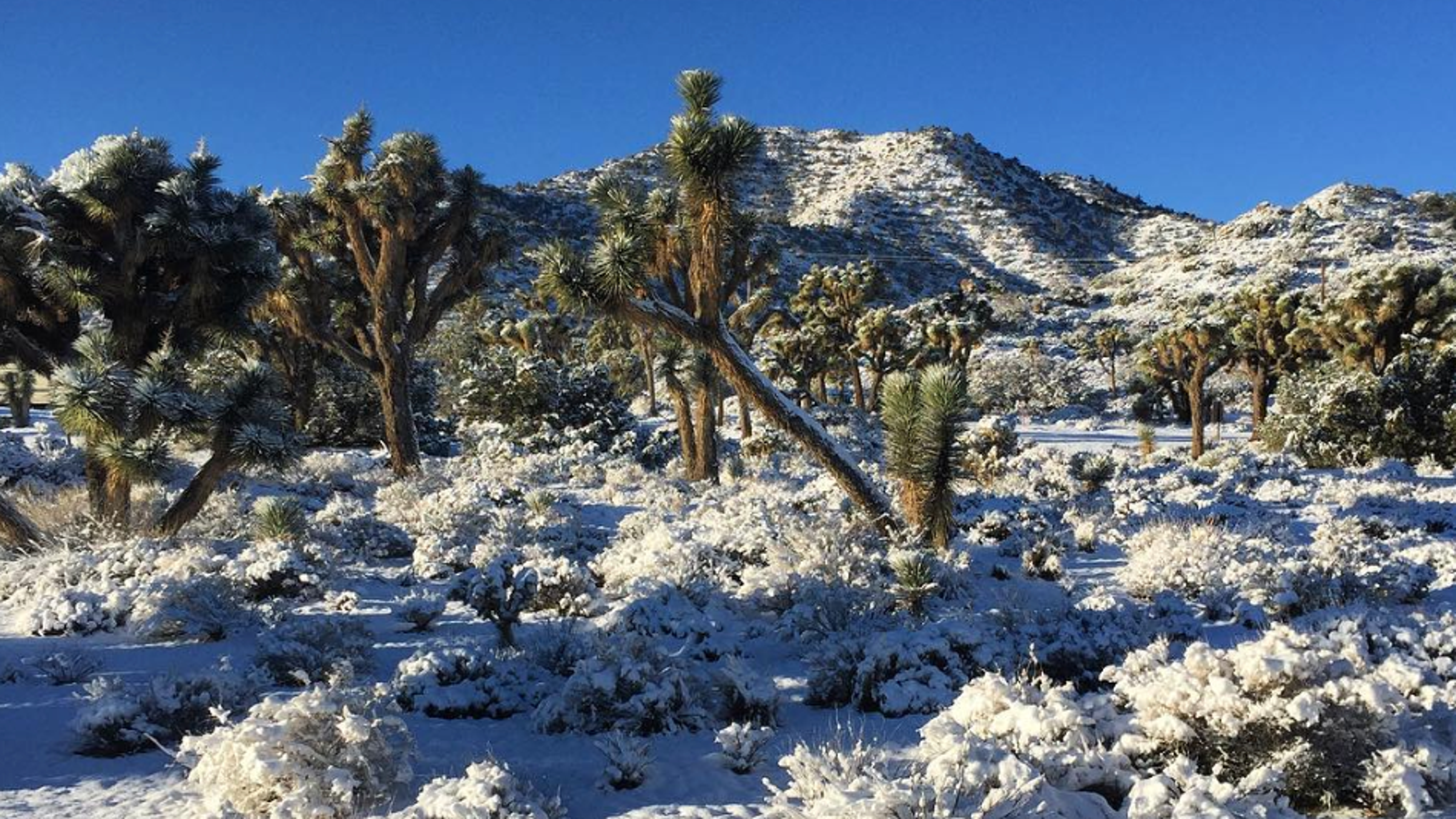 Photos Snow in Joshua Tree and other parts of the California high desert