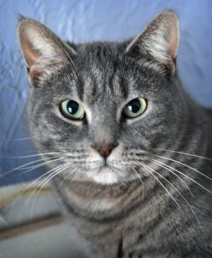 Sami is a 1-year old female, gray tabby, domestic short-haired cat.  She is vaccinated, spayed and microchipped. Sami is calm, sweet and is available for adoption from the Humane Society of Wichita County.