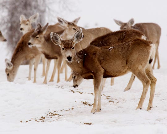 Many deer with chronic debilitating disease may look totally healthy for more than a year.