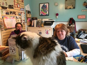 Nolan, a 5-year-old cat, who is up for adoption at New Beginnings Animal Rescue, mans the front desk with rescue co-founders Barbara Keegan (right) and Karen Scott (left).