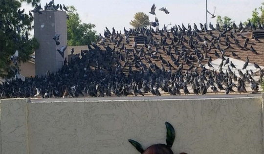 It S Now Illegal To Feed Pigeons In Phoenix