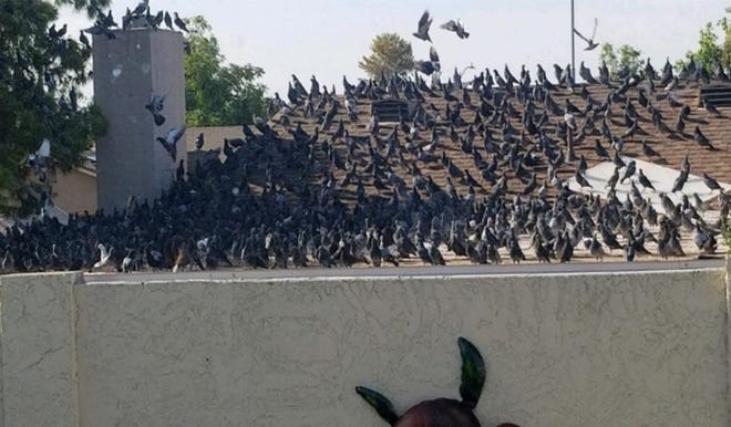 A photo from a Phoenix resident shows a flock of pigeons on a neighbor's roof. The Phoenix City Council is considering making it illegal to feed wild birds.