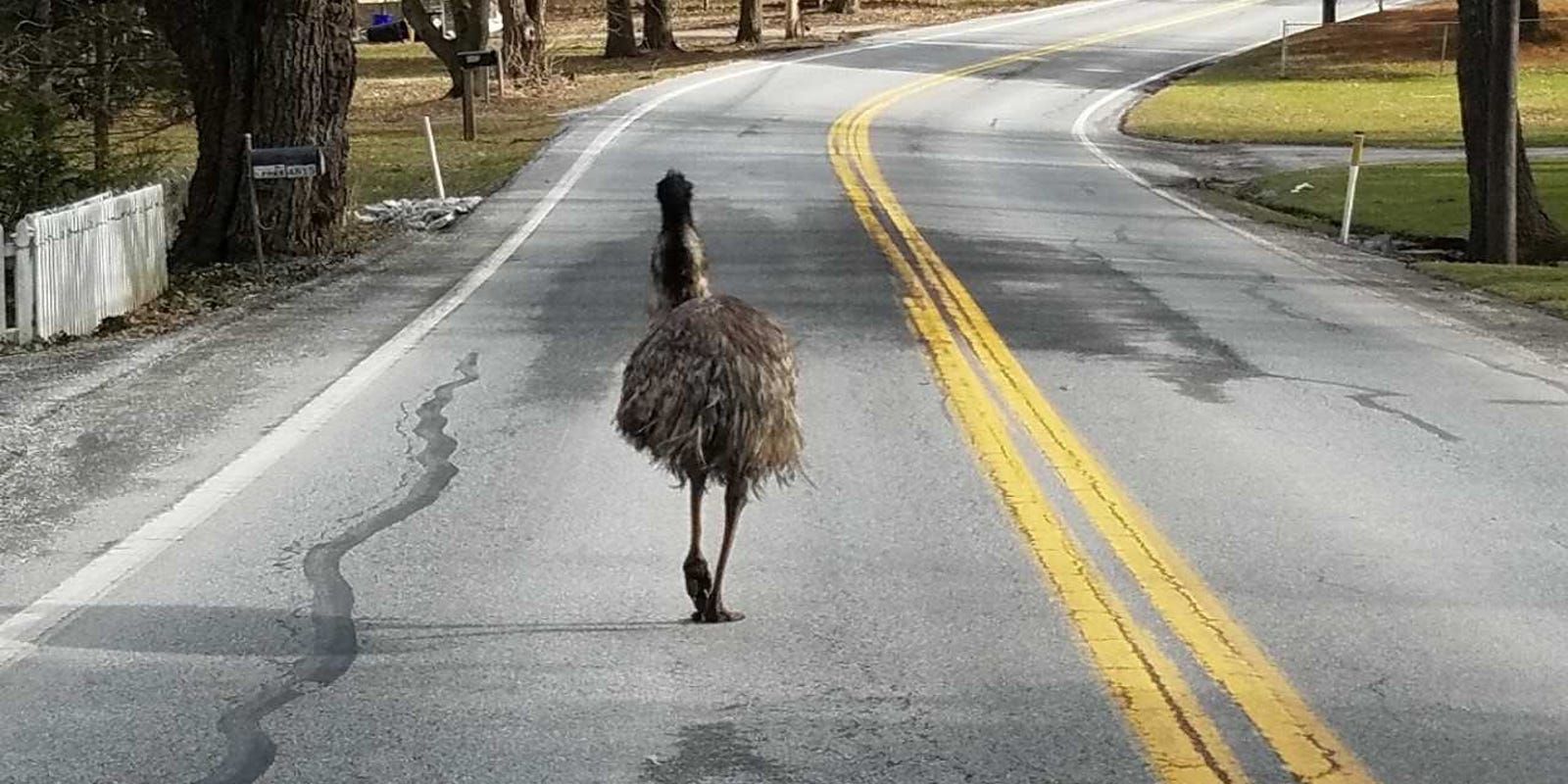 Emu Bird On The Loose In Northern York County Pennsylvania