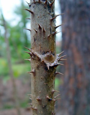Devil’s walkingstick trunk displays rings of spines loosely encircling the stem, with a few spines especially prominent around a circular leaf scar. Stem is light brown and gray, with spines slightly darker colored brown, all against a blurry background of trees and green foliage.
