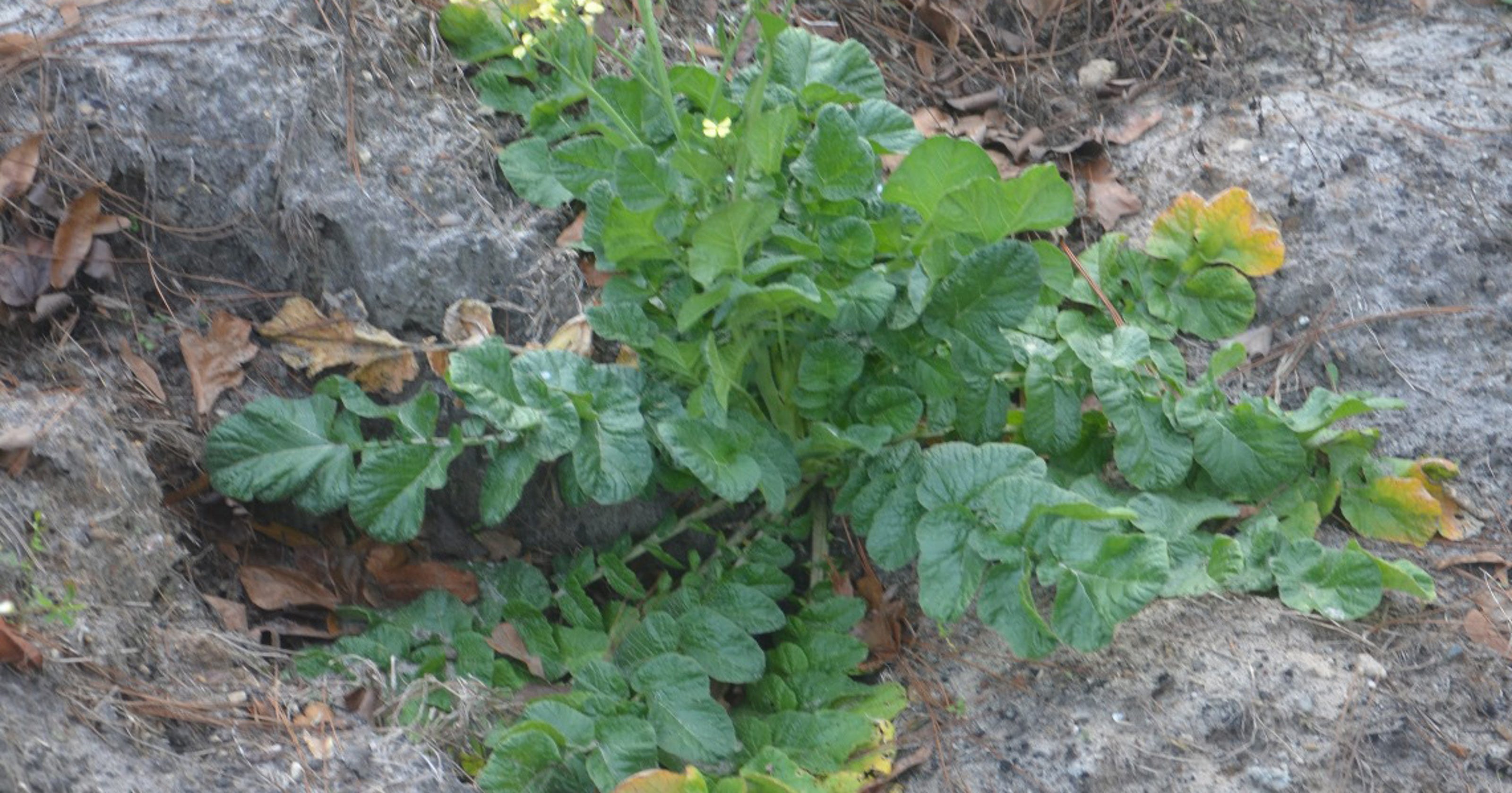 Wild radish heralds seasonal changes