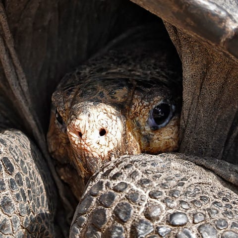 A specimen of the giant Galapagos tortoise Chelono