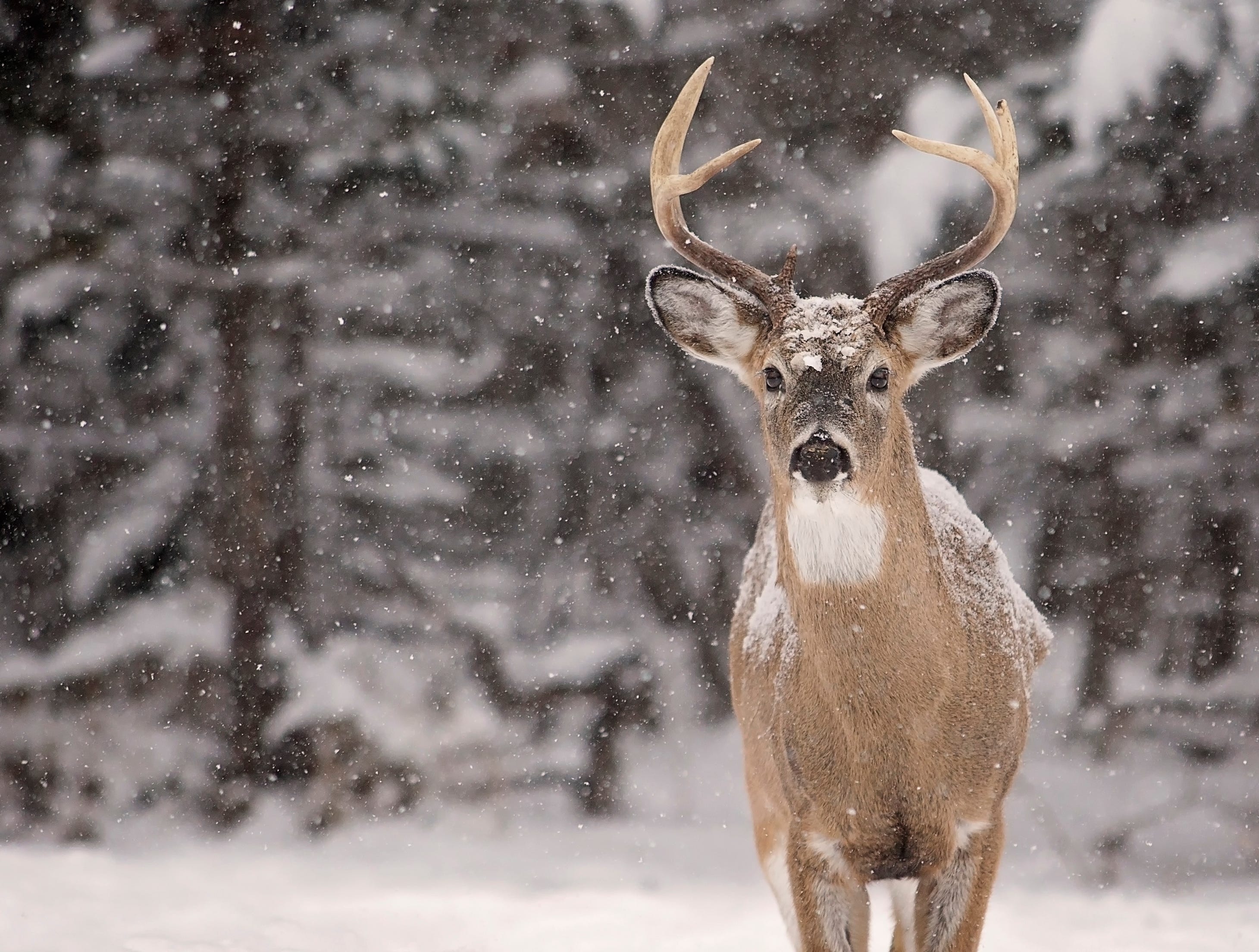 Zombie deer disease: What happened to 200 people who ate CWD meat Zombie deer disease: What happened to 200 people who ate CWD meat