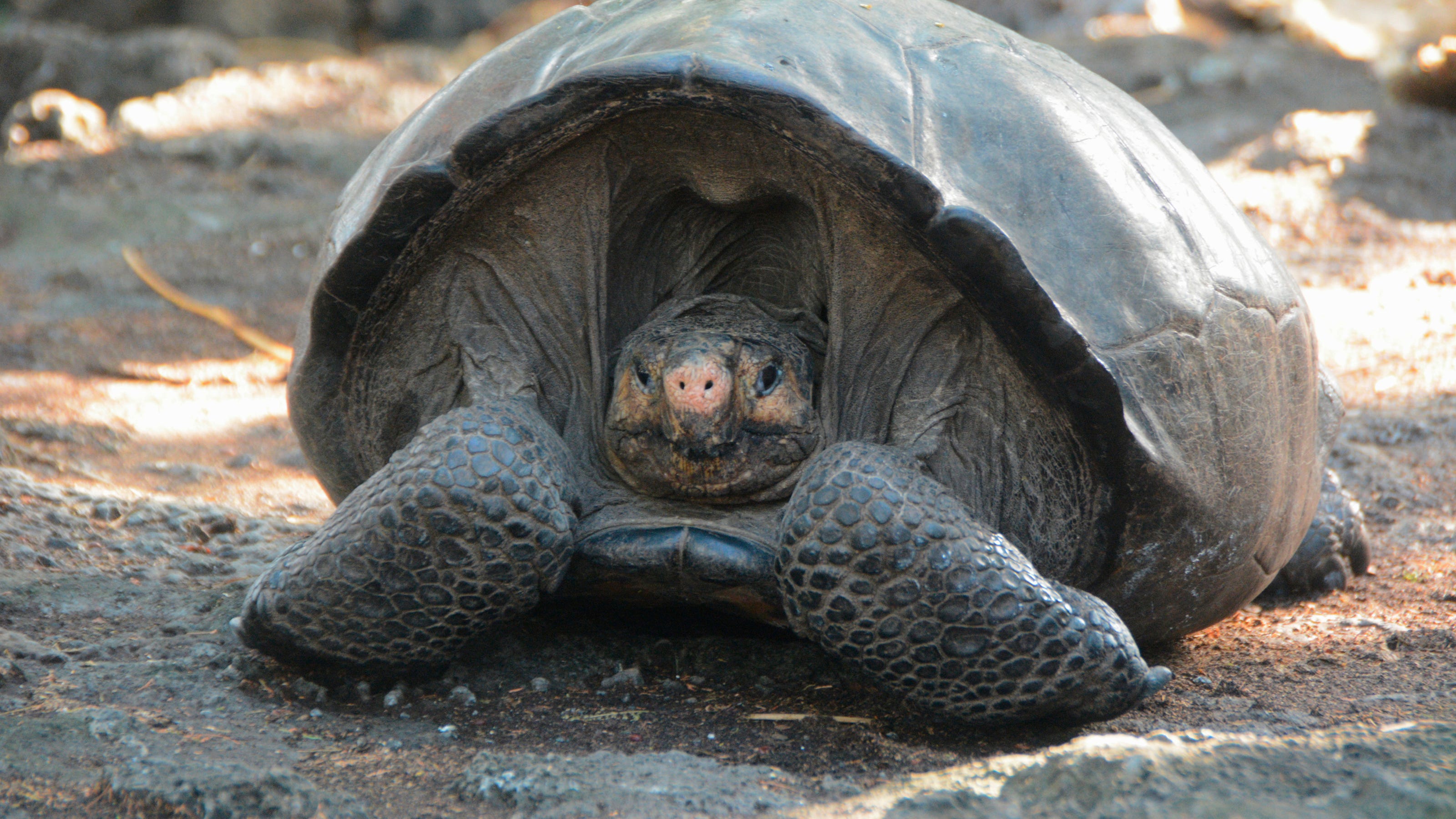 Not seen for 100 years, a rare Galápagos tortoise was considered all but extinct – until now