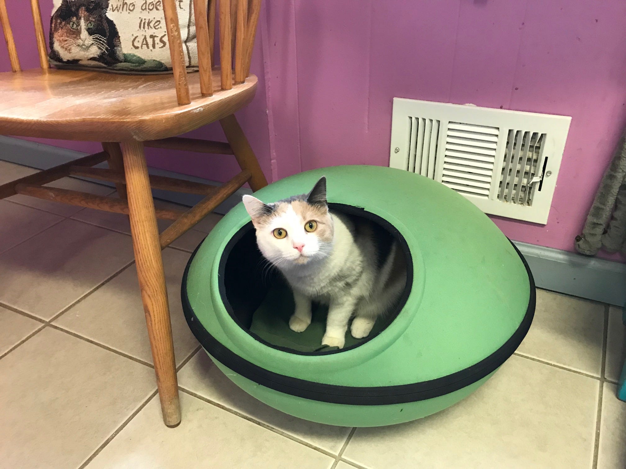 New Beginnings Animal Rescue to close in East Brunswick