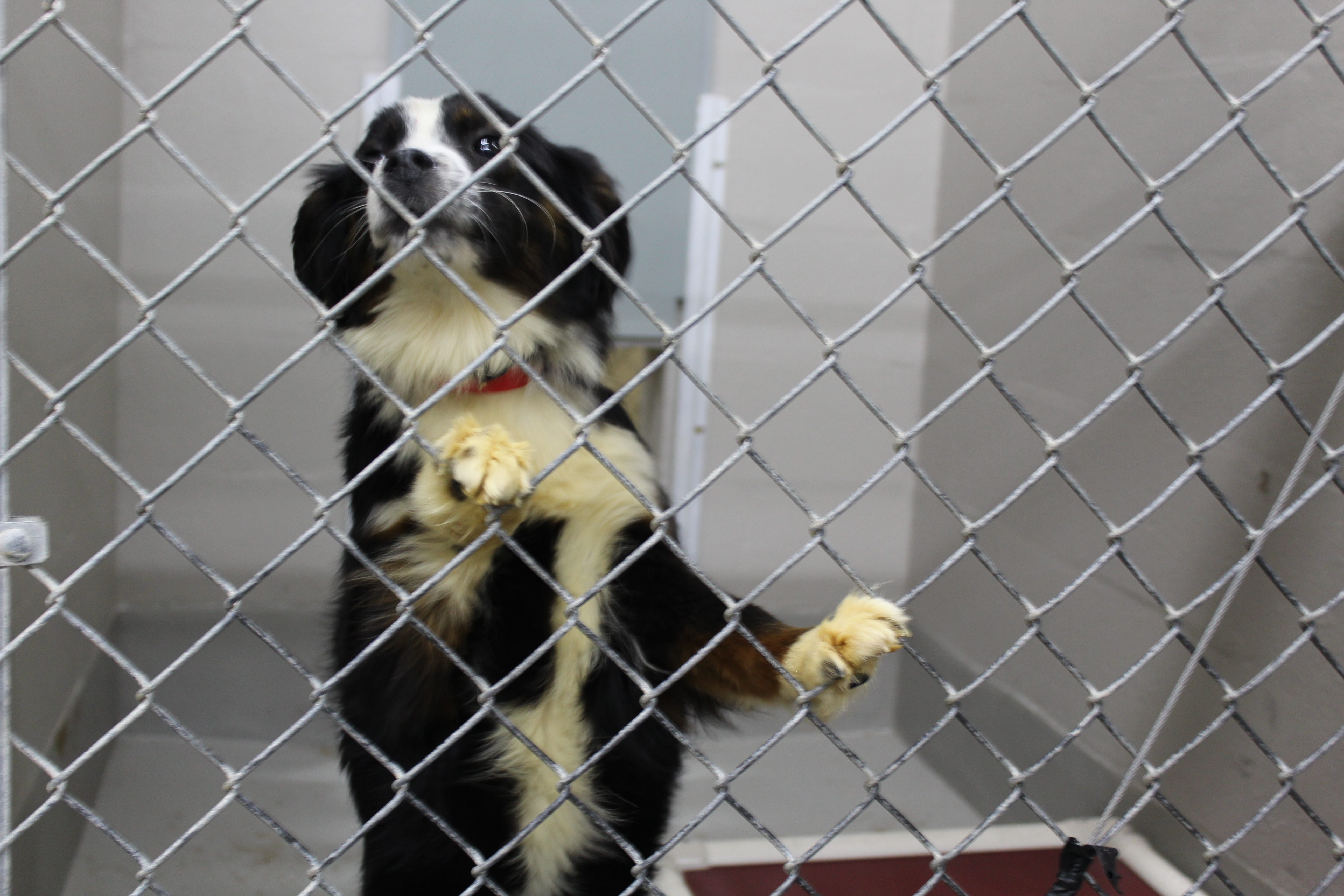humane society green bay wi