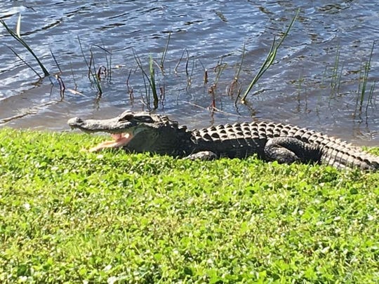 An alligator recently killed a dog in Mississippi while the owner was picking blueberries nearby.