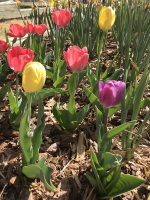 Tulips offer tons of color with remarkably low water requirements.