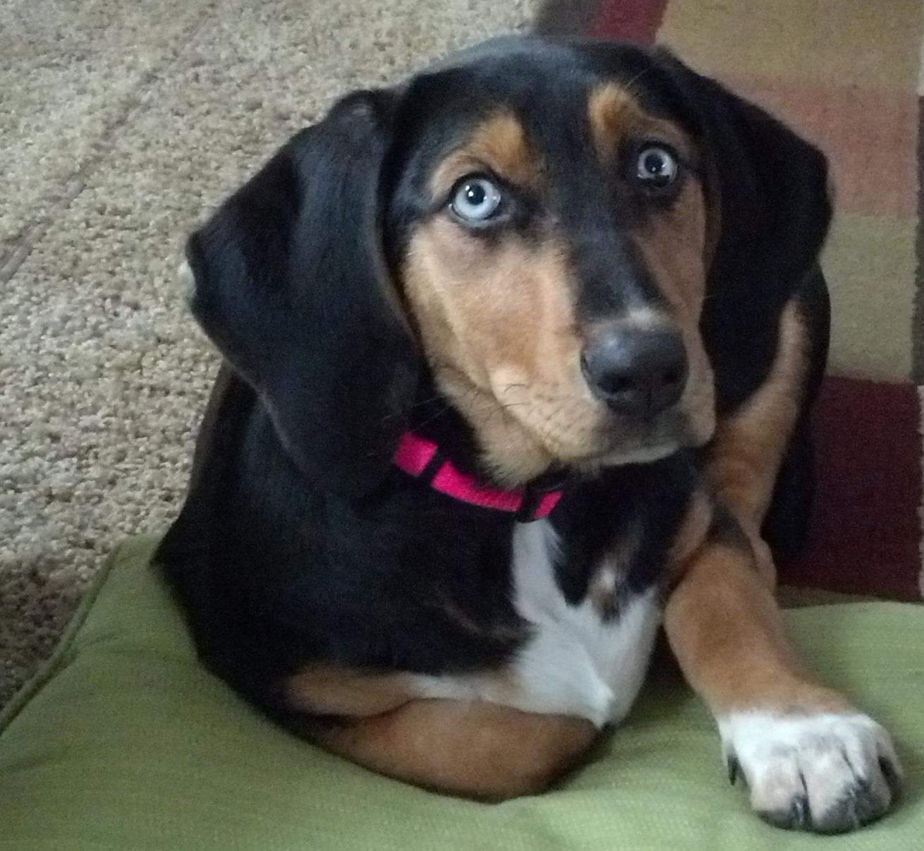 closest veterinarian to my location