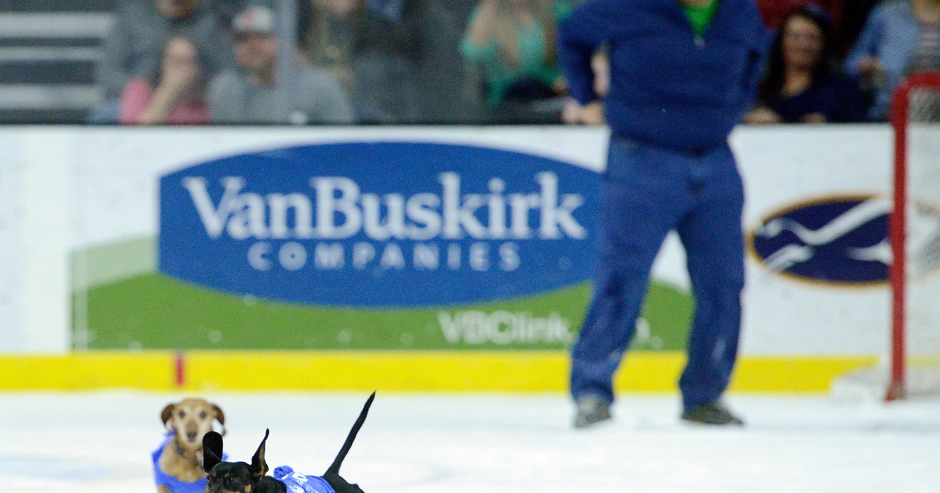Photos Sioux Falls Stampede weiner dog races
