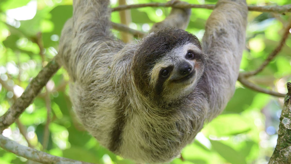 Slow-moving sloths are off the charts when it comes to the cute factor.