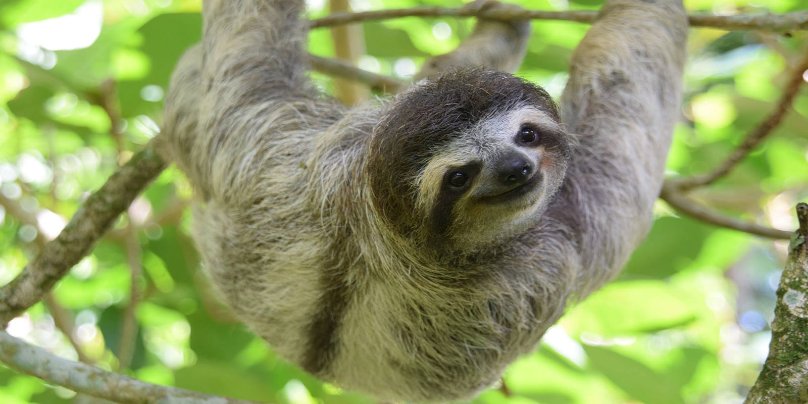 Costa Rica S Best Animal Encounters Costa Rica S Best Animal Encounters