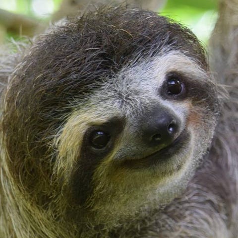 Slow-moving sloths are off the charts when it come