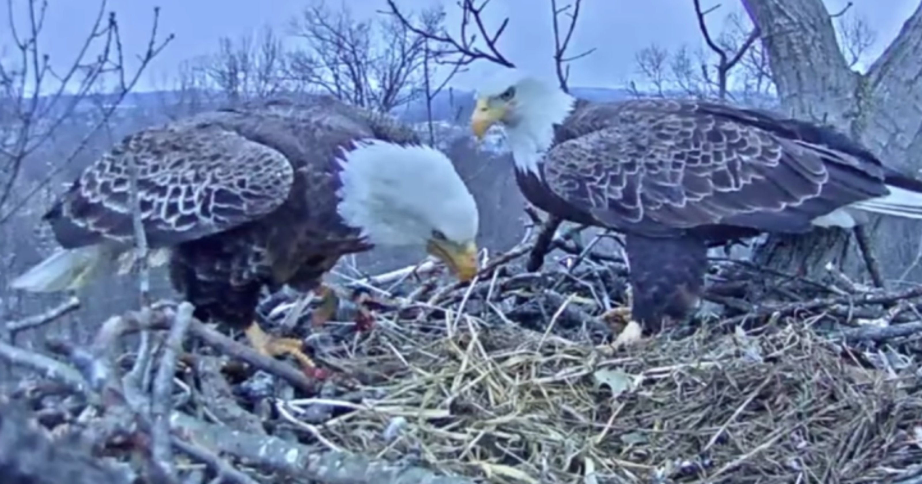 Footage shows Hanover eagle choking on fishing line, hook