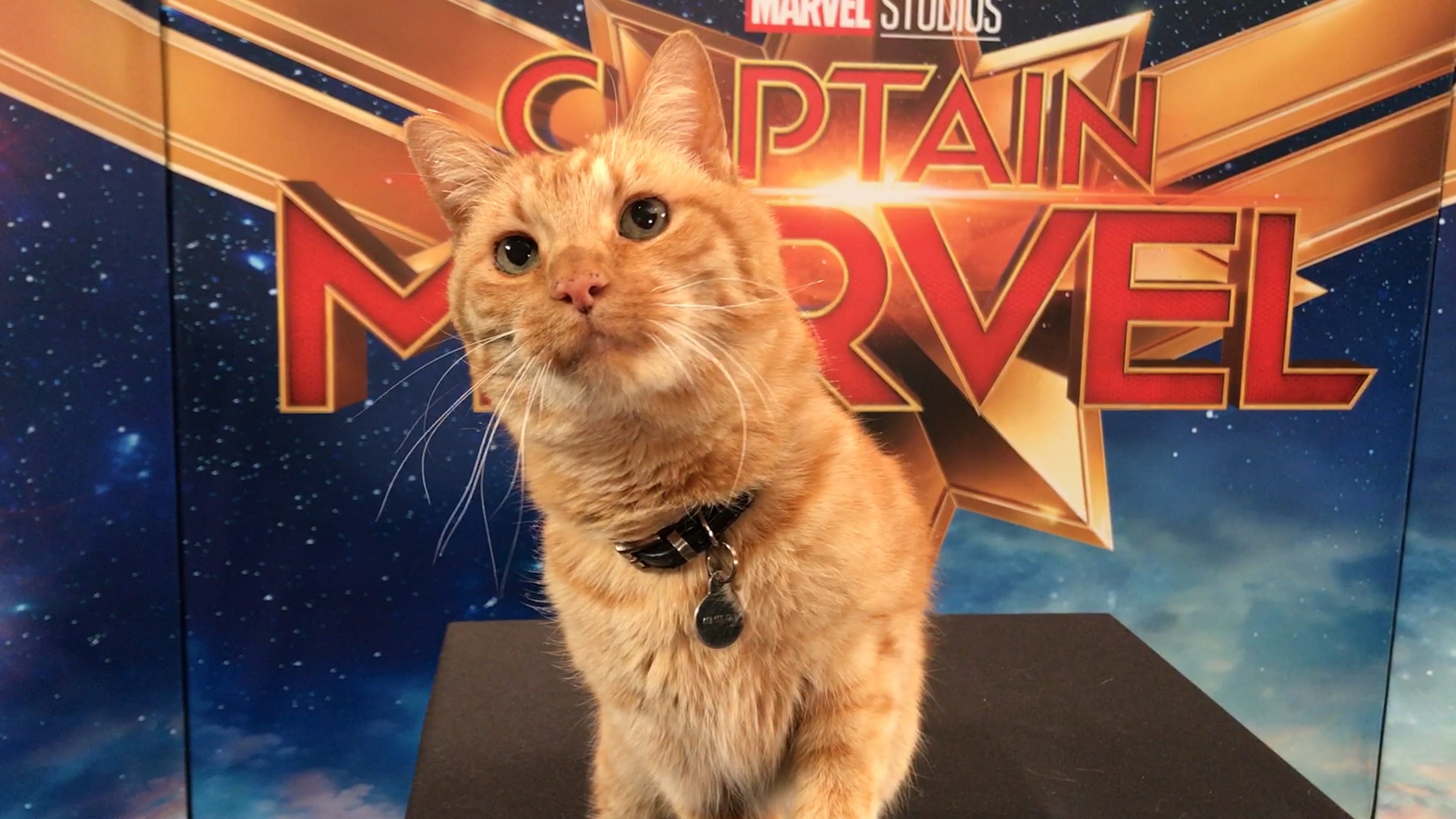 Goose the Cat steals the spotlight in 'Captain Marvel'