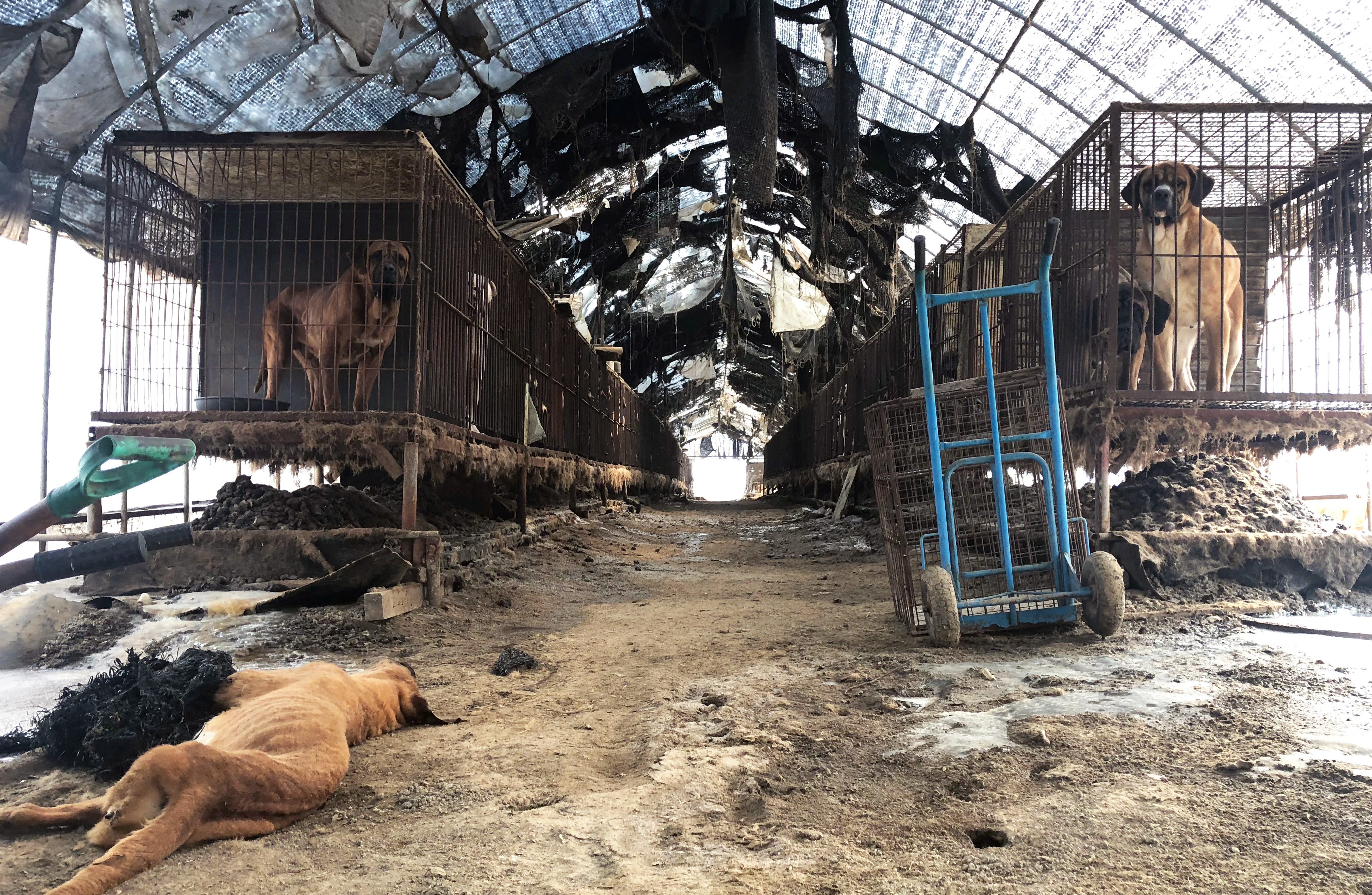 Wonju, South Korea — A caged dog looks out of an opening of a dog farm in rural South Korea in February 2018.