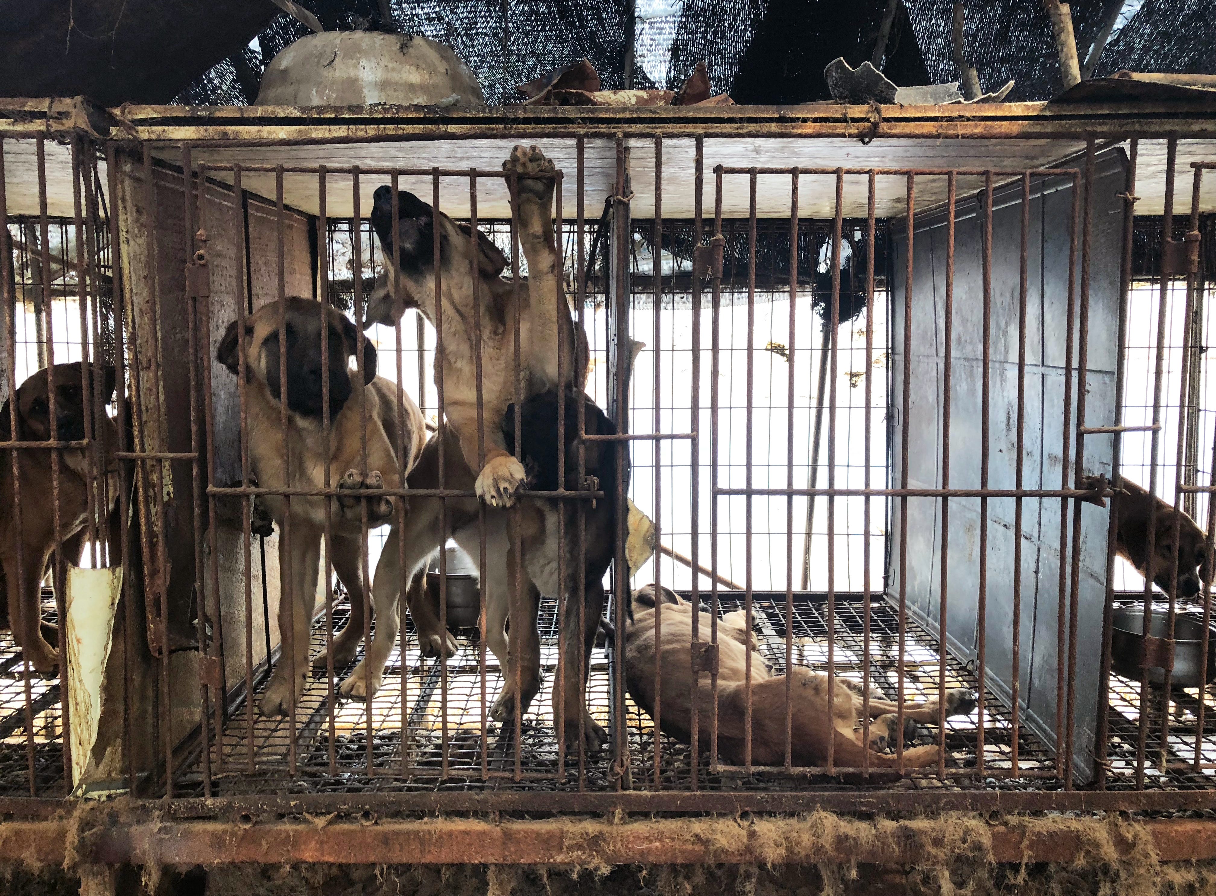 Wonju, South Korea — Caged dogs paw at their cages at a dog farm in rural South Korea in February 2018.