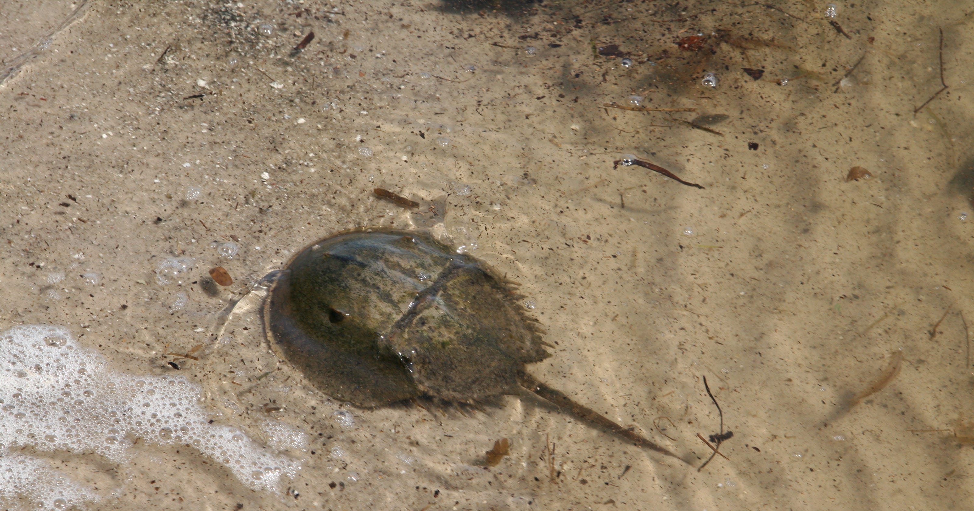 Could horseshoe crabs go extinct? Florida wants your horseshoe crab