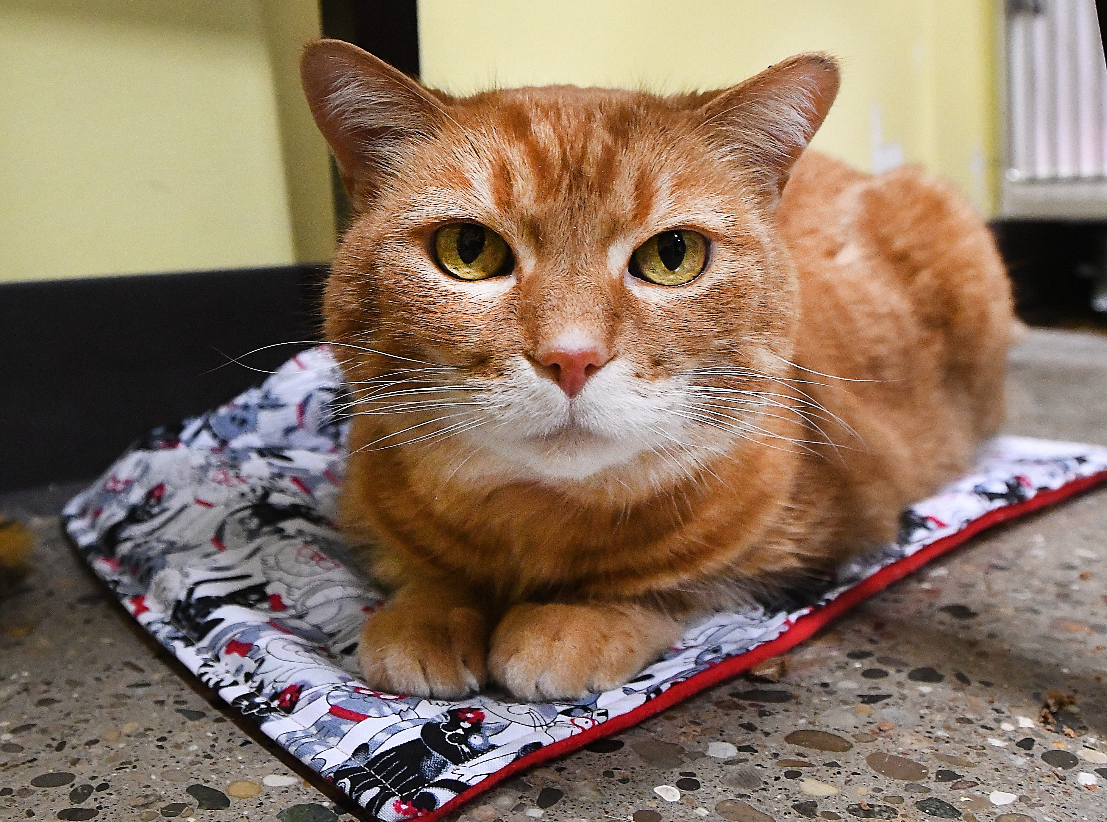 jesse's pet & feed store