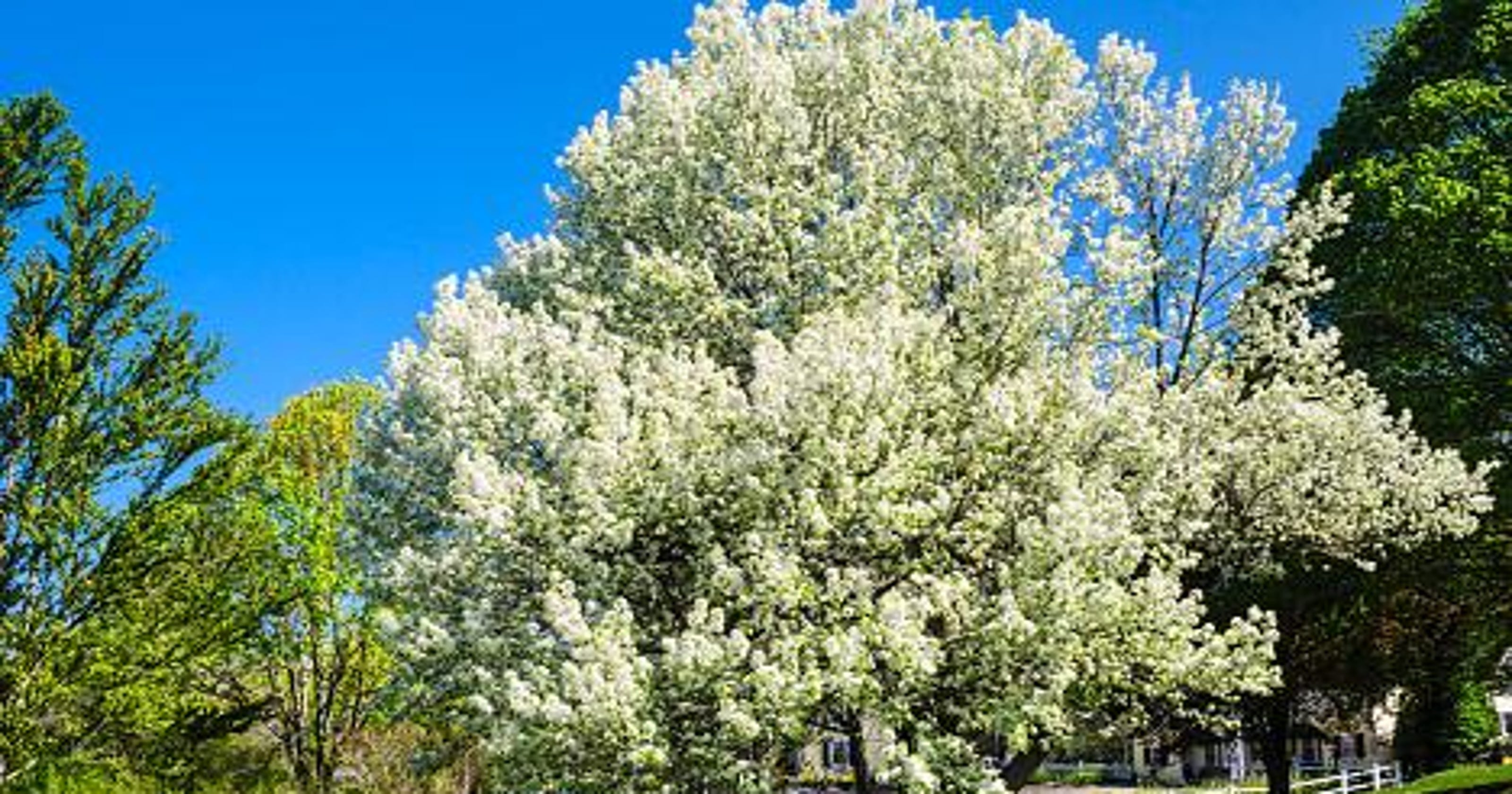 South Carolina doesn't want Bradford pear trees Don't grow, chop them