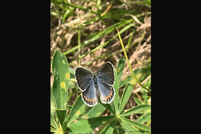 The Wisconsin DNR is adding new land in northwest Wisconsin that will provide habitat for the endangered Karner blue butterfly.