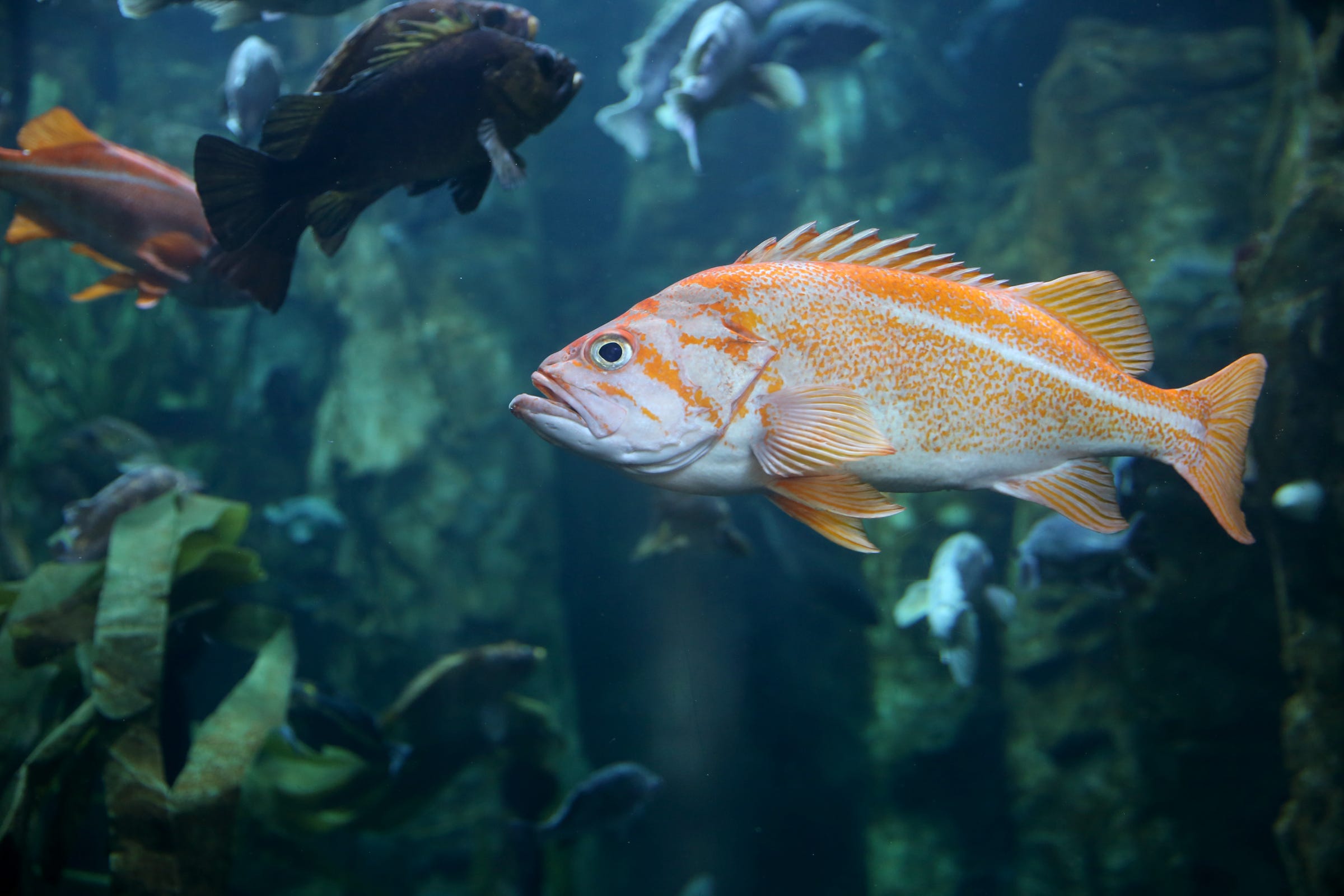 Here's how to remove that black mass in your rockfish safely