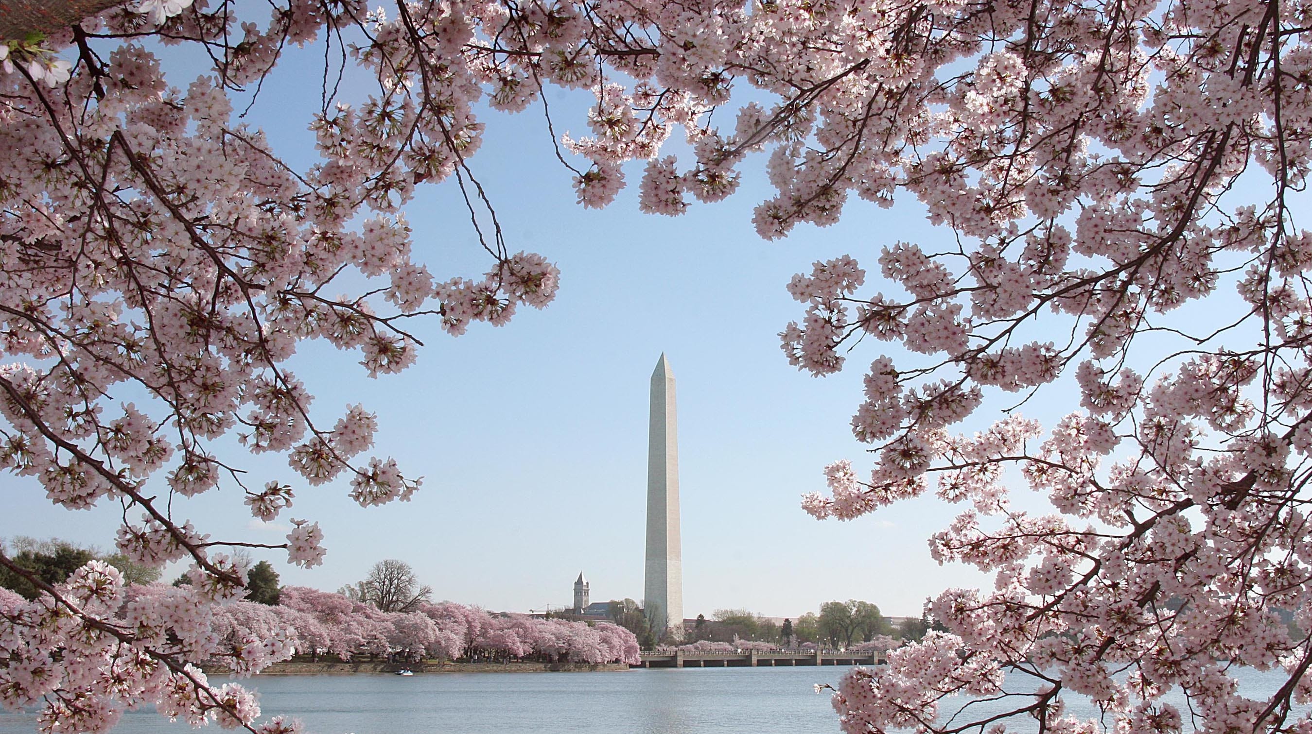 Washington D C Peak Cherry Blossom Dates Prediction April 3 6