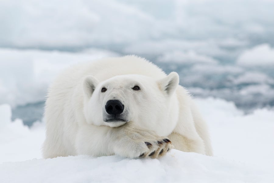 As Arctic sea ice declines in response to warming temperatures, polar bears must fast for longer periods.